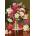 Castorland - Puzzle Beautiful Peonies - 500 piese