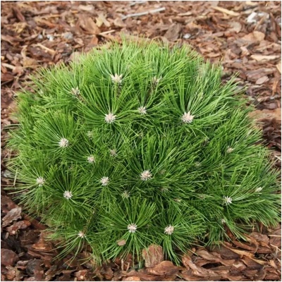 Pinus densiflora 'Low Glow' 40-60 C 15 L