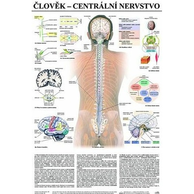 Plakát - Člověk - centrální nervstvo