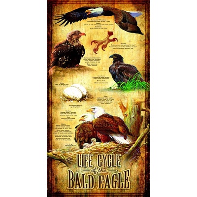 Sunsout Life Cycle of the Bald Eagle panorama 500 dielov