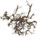 Lucky Reptile Desert Bush přírodní 15-20 cm