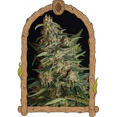 Exotic Seeds Green Gummy semena neobsahují THC 5 ks