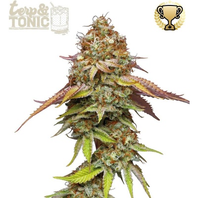Seedstockers Terp & Tonic semena neobsahují THC 1 ks