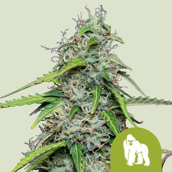 Royal Queen Seeds Royal Gorilla Automatic semena neobsahují THC 3 ks