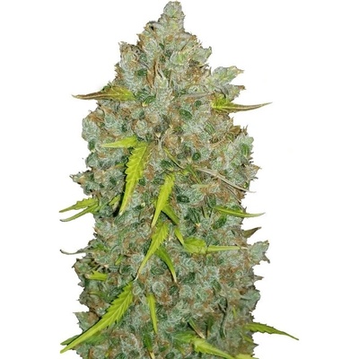 Fastbuds Original Auto BubbleGum semienka neobsahujú THC 100 ks