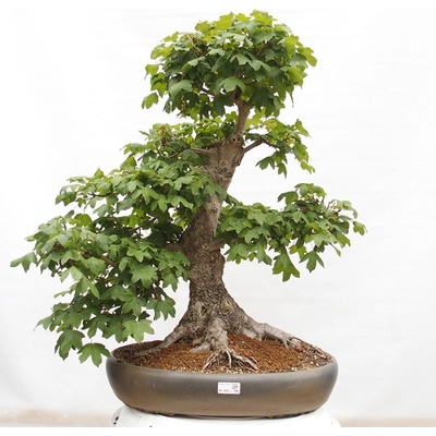 e-bonsai Venkovní bonsai -Javor babyka - Acer campestre