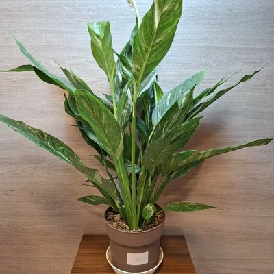 Spathiphyllum Diamond Variegata "XL" č4