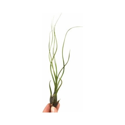 Tillandsia butzii