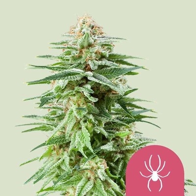Royal Queen Seeds White Widow semena neobsahují THC 5 ks
