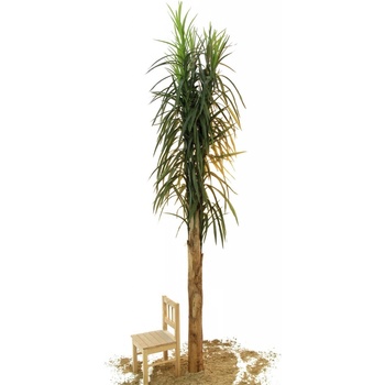 Datlová palma 270 cm