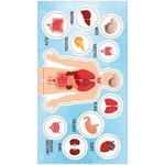 Ranok Creative Stickers Anatomy of a Man