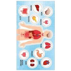 Ranok Creative Stickers Anatomy of a Man