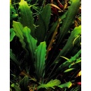 Echinodorus Major
