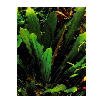 Echinodorus Major