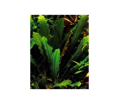 Echinodorus Major