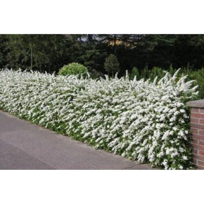 Tavoľník sivý (Spiraea × cinerea) ´GREFSHEIM´ - výška 20-40 cm, kont. C3L