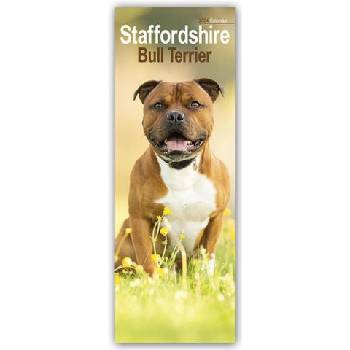 Staffordshire Bullterrier Staffies 2024