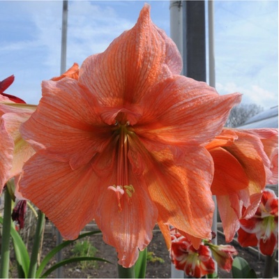 Hvězdník Rilona Hippeastrum cibule hvězdníku 1 ks