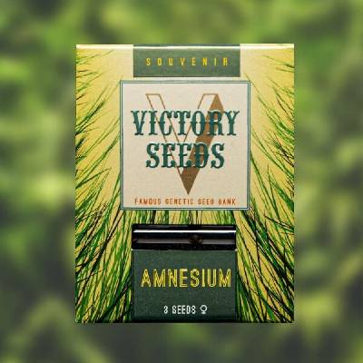 Victory Seeds Amnesium semena neobsahují THC 5 ks