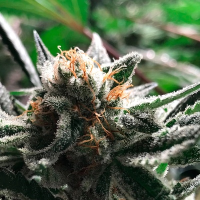 R-Kiem Seeds Condor Auto semienka neobsahujú THC 5 ks