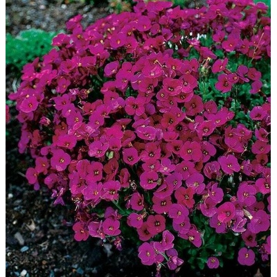 Aubrieta del. 'Cascade Red' Velikost hrnku: 10,5cm – Hledejceny.cz