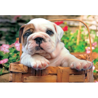 Educa 13759 Bulldog 500 dielov