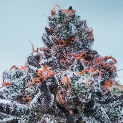 Anesia Seeds Deep Jelaousy Auto semienka neobsahujú THC 10 ks