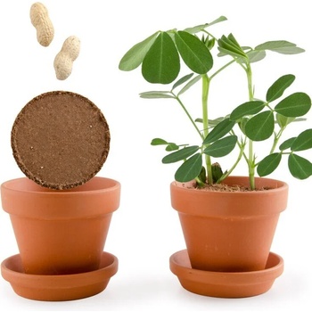 Image 1 of Radis et Capucine Забавна градина - Фъстъци (014264)