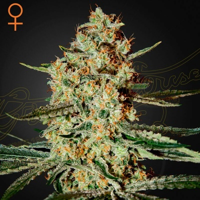 Green House Seed Himalaya Gold semienka neobsahujú THC 10 ks