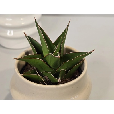 Baby Sansevieria Ehrenbergii "Samurai"