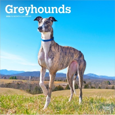 Greyhounds Windhunde 16-Monats 2026