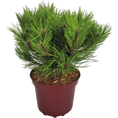 Borovica zakrpatená čierna Pinus nigra 'Marie Bregeon' výška 20-25 cm kvetináč 4 l