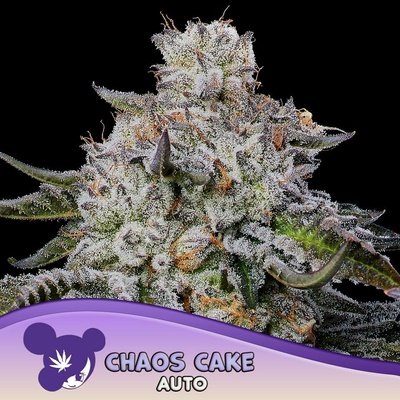Anesia Seeds Chaos Cake Auto semena neobsahují THC 5 ks