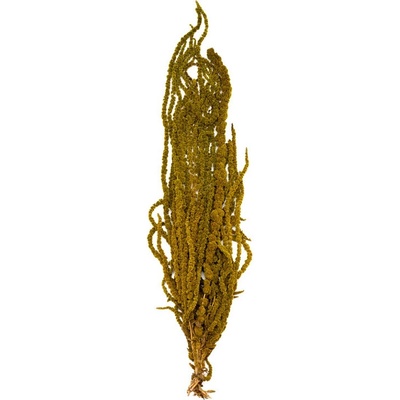 Amaranthus Almond green - mandlově zelená