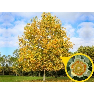 Ľaliovník tulipánokvetý, výška 100-140 cm, kvetináč 5-9 l
