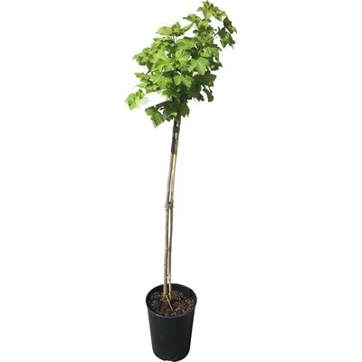 Ríbezľa červená kmeň 60 cm v kvetináči