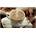 DXN Lion's Mane Coffee 20x21 g