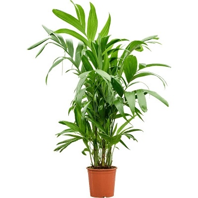 Areca triandra bush 30x180 cm