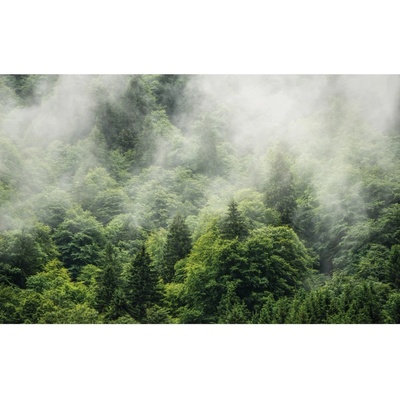 Komar Vliesová fototapeta Forestland rozměry 400 x 250 cm