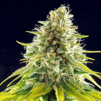Kannabia Seeds Mataro Blue semienka neobsahujú THC 10 ks