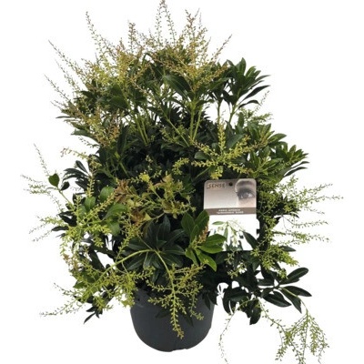 Pieris japonský FloraSelf Pieris japonica 'Taiwanensis' květináč 10 l