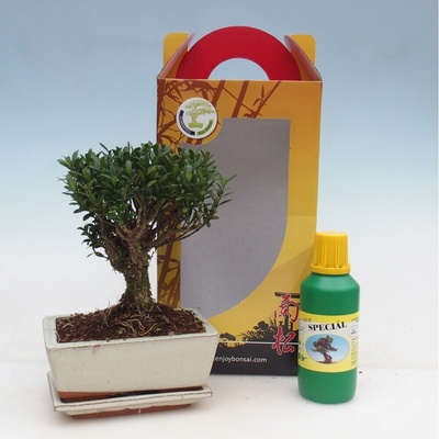 e-bonsai Pokojová bonsai v dárkové krabičce Buxus harlandii -korkový buxus