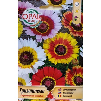 Image 1 of Opal Zi Хризантема