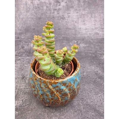 Crassula Marnieriana mini