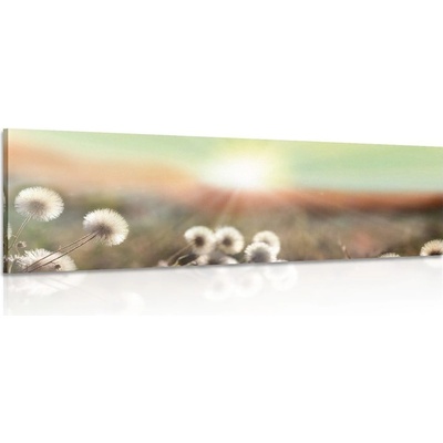Obraz panoráma kvitnúcej lúky