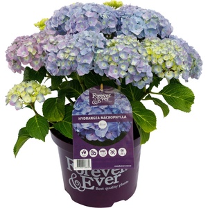 Forever & Ever® Macrophylla Blue Forever & Ever®