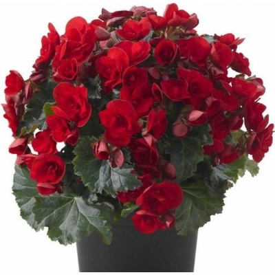 Begónia Cottage Vermillion Red