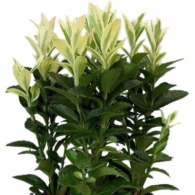 Bršlen japonský Francien, výška cca 20 cm, kvetináč 13 cm