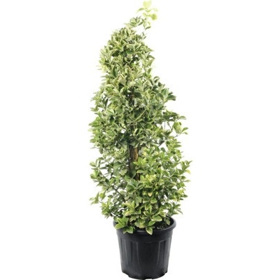 Brslen japonský FloraSelf Euonymus japonicus 'Elegantissima Aurea' 80-100 cm květináč 18 l