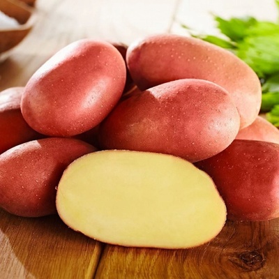 Sadbové brambory Bellarosa - Solanum tuberosum - brambory - 10 ks